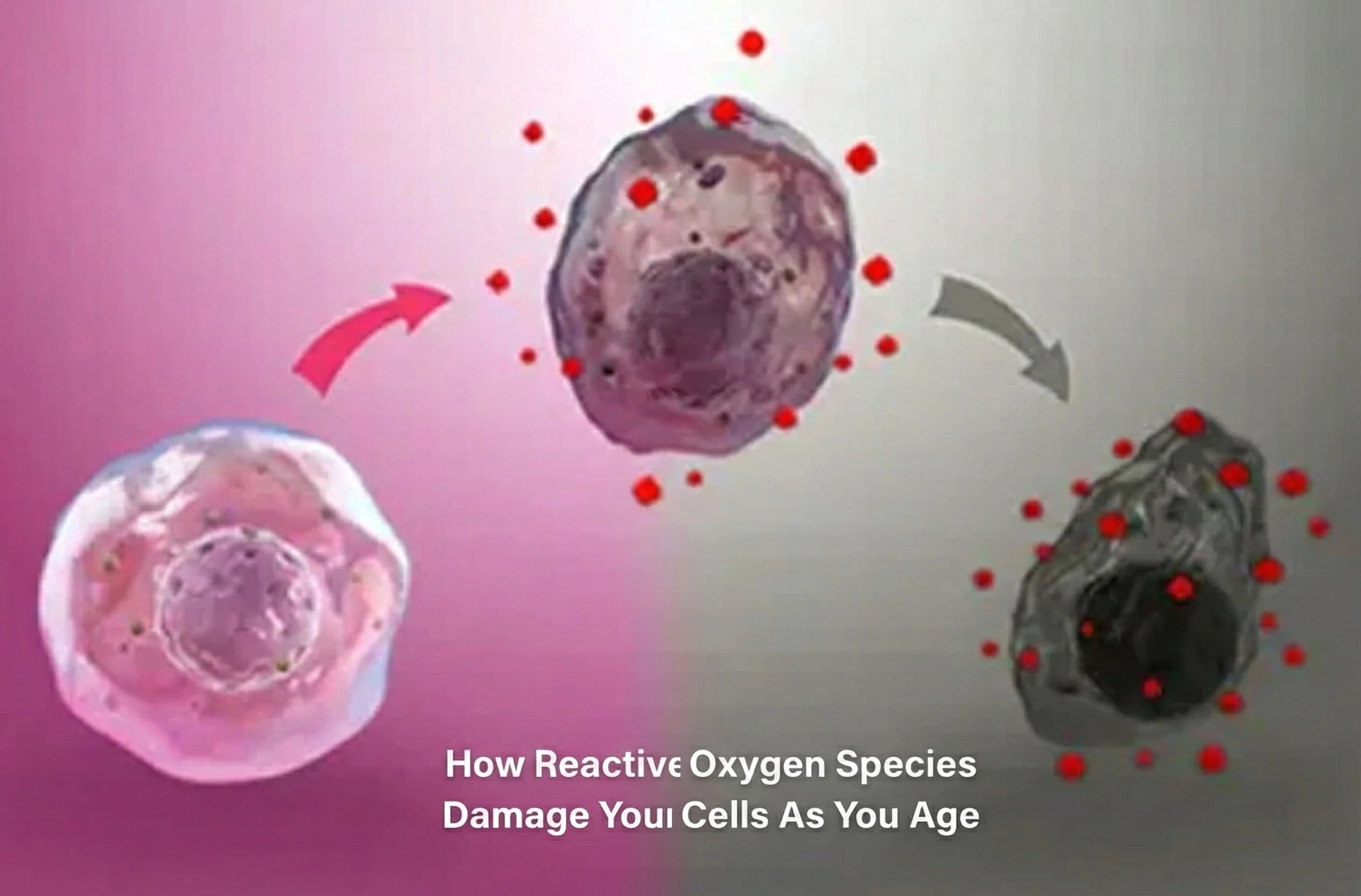 How Reactive Oxygen Species damage cells